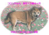 コロンちゃん ペット葬儀日2009年9月25日 茨城県よりご依頼